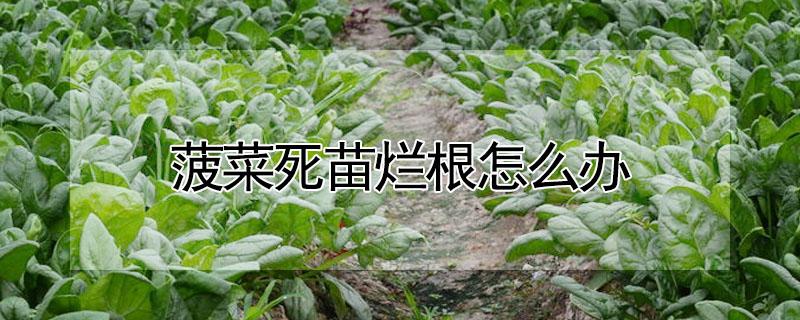 菠菜死苗烂根怎么办（夏季菠菜烂根如何防治）