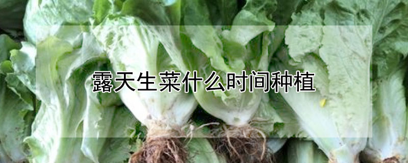 露天生菜什么时间种植 露天生菜种植技术大全