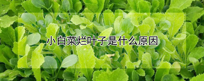 小白菜烂叶子是什么原因（大白菜烂叶子是什么原因）