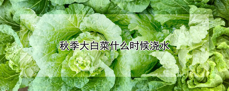 秋季大白菜什么时候浇水（秋季大白菜什么时候浇水好）