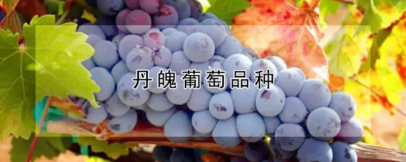 丹魄葡萄品种（丹魄葡萄品种的价格）