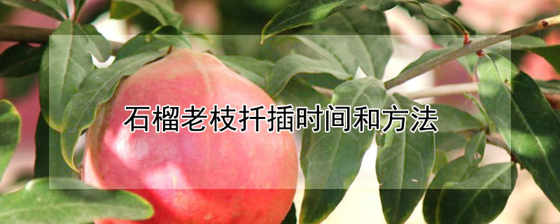 石榴老枝扦插时间和方法 石榴粗枝扦插时间