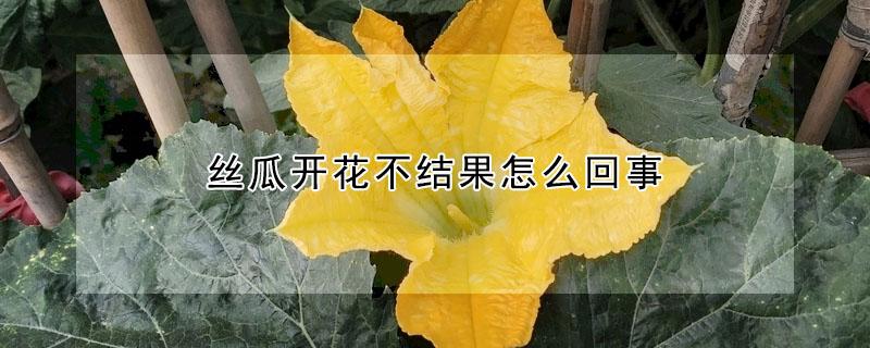 丝瓜开花不结果怎么回事 丝瓜不开花不结果怎么回事