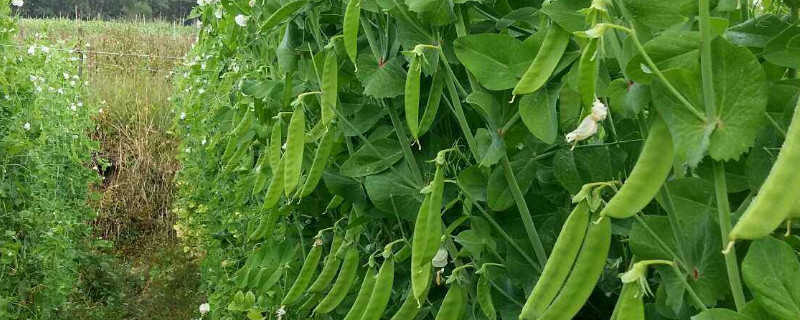 荷兰豆怎样整枝打叉（荷兰豆如何打叉）