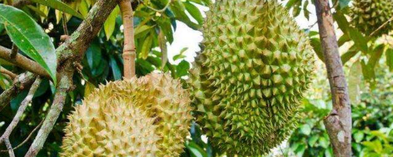 榴莲什么时候成熟 云南的榴莲什么时候成熟