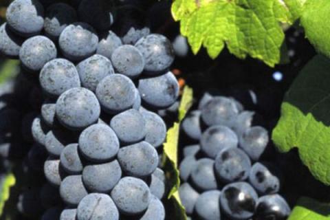 夏黑葡萄和巨峰区别