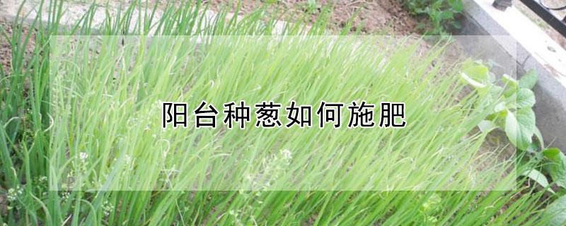 阳台种葱如何施肥 阳台上种的葱如何施肥