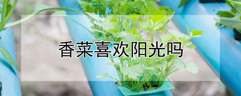 香菜喜欢阳光吗（香菜喜欢阳光吗是喜欢阴呢）
