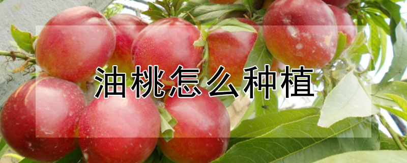油桃怎么种植 油桃怎么种植的