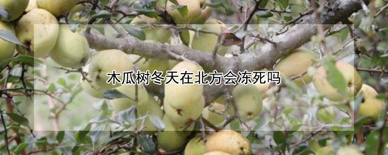 木瓜树冬天在北方会冻死吗（木瓜树在南方冬天怕冻吗?）