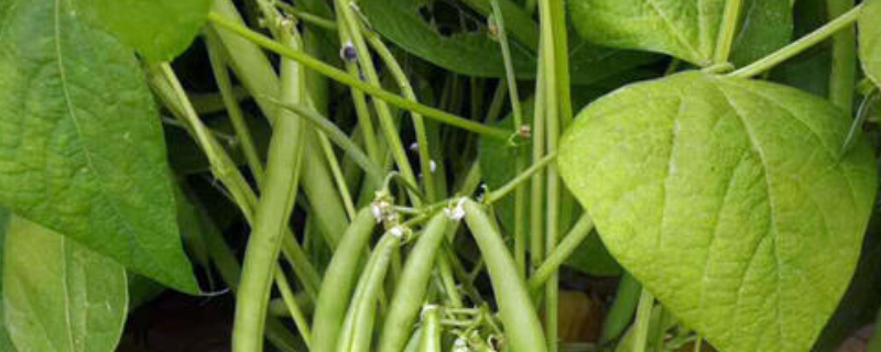 无架四季豆的种植时间（无架四季豆的种植时间与方法）