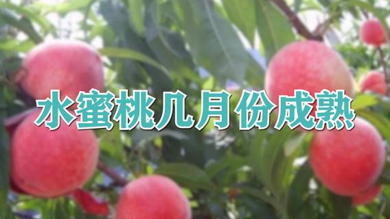 水蜜桃几月份成熟（白凤水蜜桃几月份成熟）