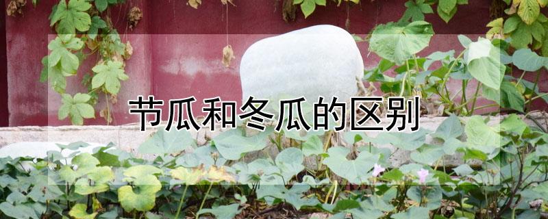 节瓜和冬瓜的区别（冬瓜和节瓜的功效是一样的吗）