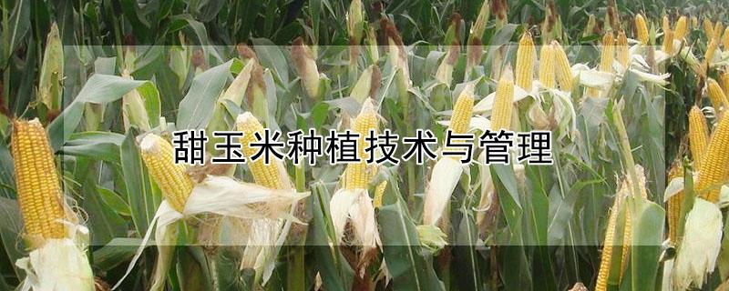 甜玉米种植技术与管理（甜玉米种植技术与管理视频）