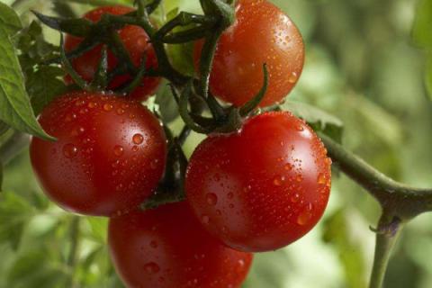 西红柿怎么剪枝