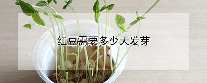 红豆需要多少天发芽 红豆需要多少天发芽成熟