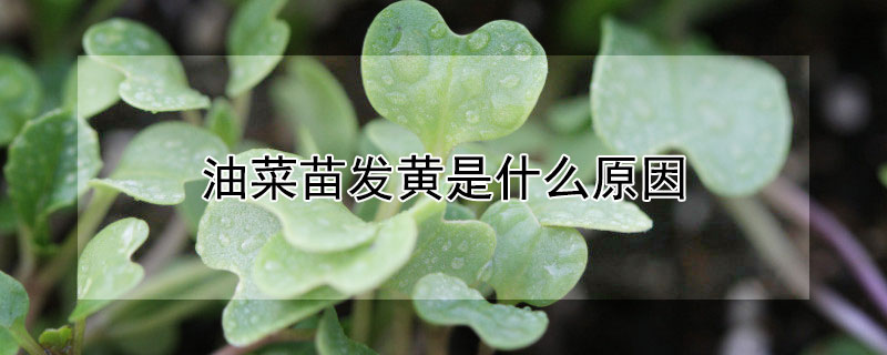 油菜苗发黄是什么原因 油菜苗发黄是什么原因造成的