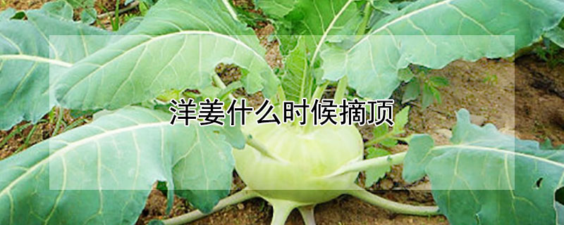 洋姜什么时候摘顶 洋姜怎么摘顶