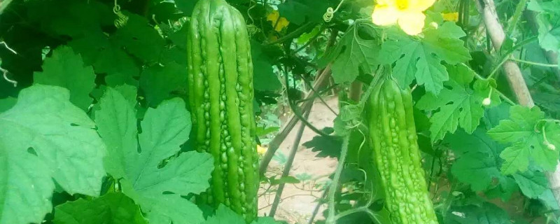 苦瓜苗为什么生长缓慢 苦瓜苗不长是什么原因