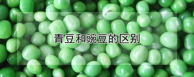 青豆和豌豆的区别（青豆和豌豆的区别图视频）