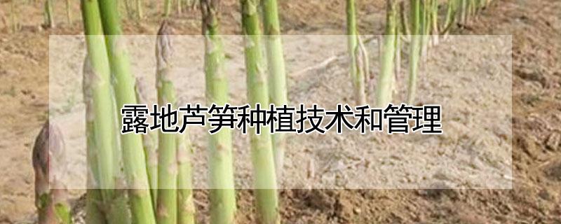 露地芦笋种植技术和管理 芦笋的种植方法及田间管理