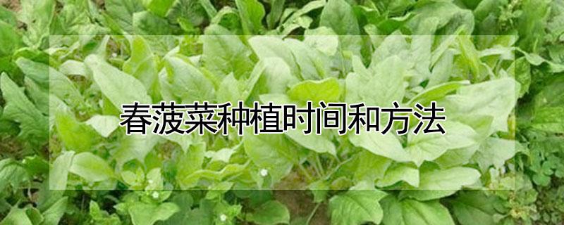 春菠菜种植时间和方法 春菠菜种植时间和方法图片