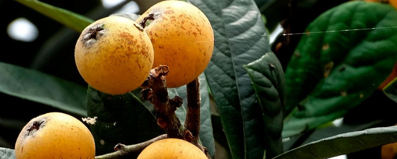 枇杷几月成熟 枇杷几月开花