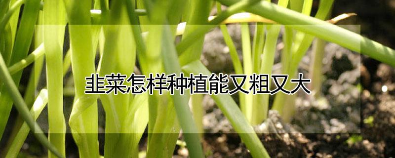 韭菜怎样种植能又粗又大 韭菜怎样种植能又粗又大呢