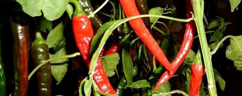 盆栽辣椒的种植方法和注意事项（盆栽辣椒的种植方法和注意事项有哪些）