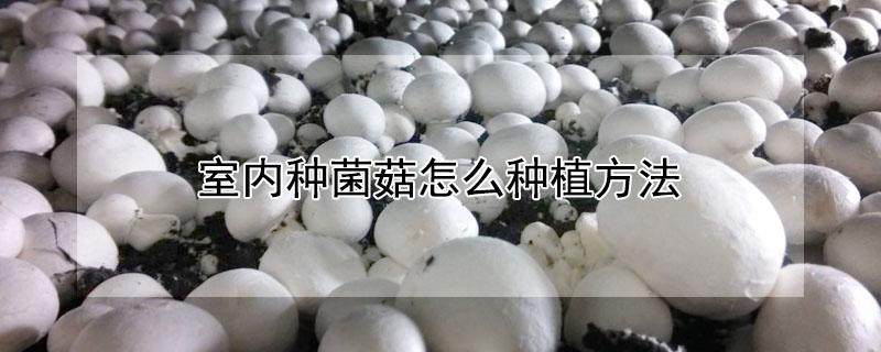 室内种菌菇怎么种植方法 室内种菌菇怎么种植方法图片