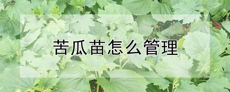 苦瓜苗怎么管理（苦瓜苗怎么管理最好）