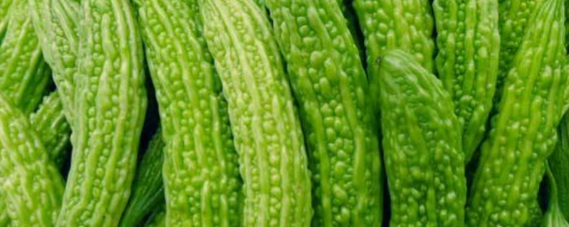 在家怎样种苦瓜 家里可以种苦瓜吗