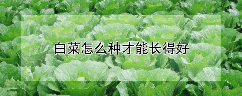 白菜怎么种才能长得好（小白菜怎么种才能长得好）