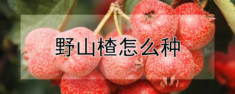 野山楂怎么种 野山楂怎么种植技术