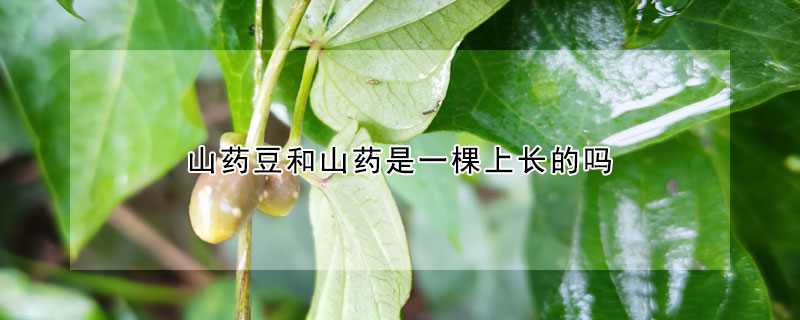 山药豆和山药是一棵上长的吗（山药是山药豆种出来的吗）