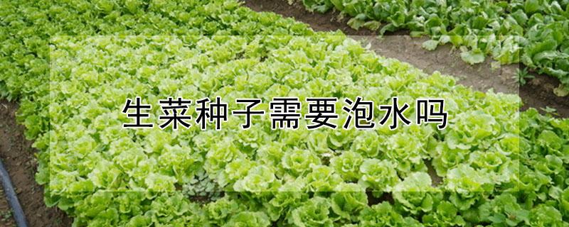 生菜种子需要泡水吗（生菜种子需要用水泡吗）