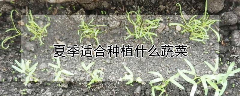 夏季适合种植什么蔬菜（夏季适合种植什么蔬菜室内）