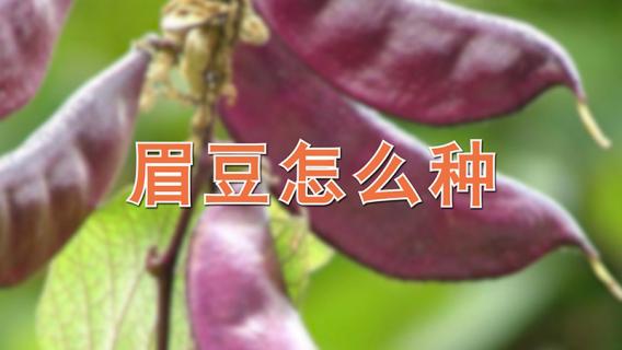 眉豆怎么种（眉豆啥时候种合适）