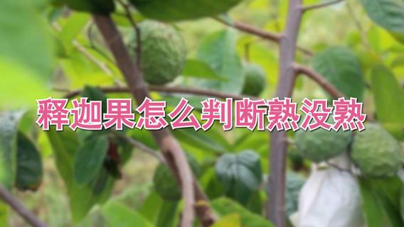 释迦果怎么判断熟没熟（释迦果怎么判断熟没熟 软硬鉴别）