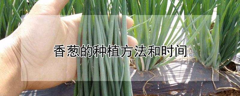 香葱的种植方法和时间 室内香葱的种植方法和时间