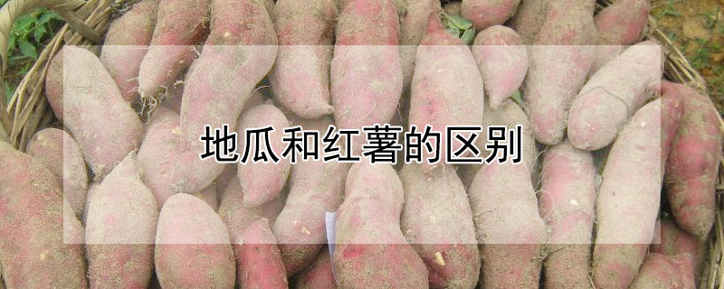 地瓜和红薯的区别（地瓜）