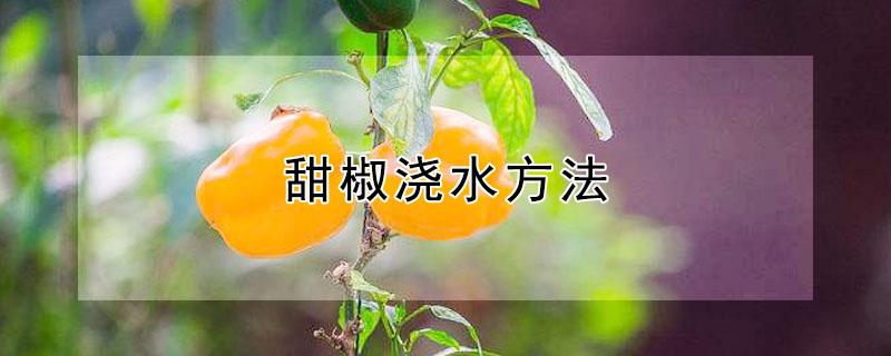 甜椒浇水方法（甜椒浇水方法视频）