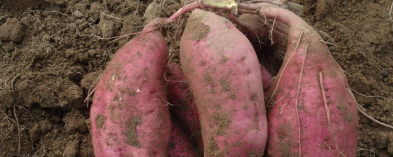 番薯种植方法 番薯种植方法生长周期