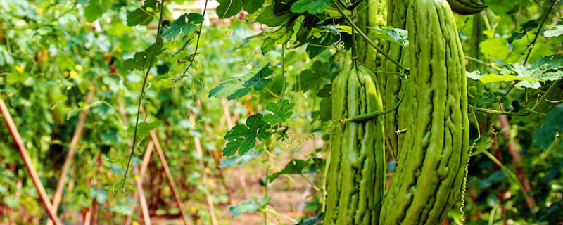 苦瓜秧苗发蔫是怎么回事 苦瓜秧苗发蔫是怎么回事啊