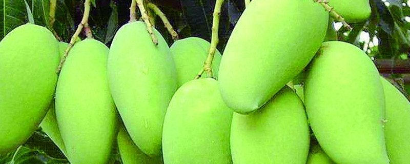 芒果种植条件气温 芒果种植条件气温多少