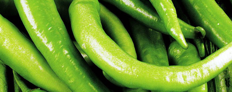 怎样让辣椒苗快速增长 怎样让辣椒苗快速增长呢