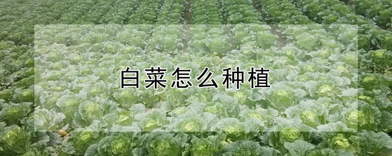 白菜怎么种植 白菜怎么种植方法