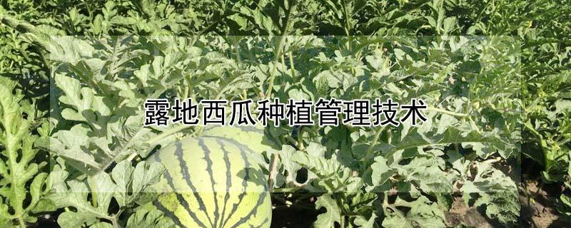 露地西瓜种植管理技术 露地西瓜种植管理技术什么时候种