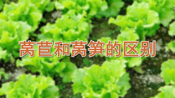 莴苣和莴笋的区别（莴苣和莴笋的区别图解?）