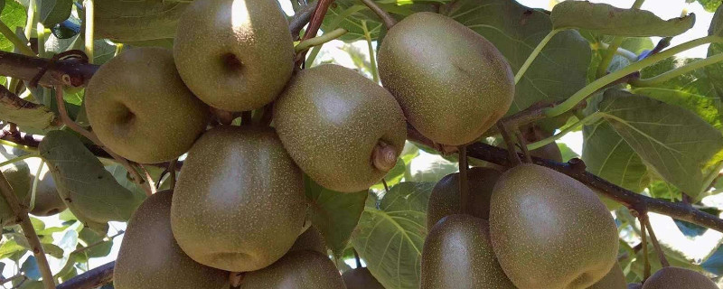 弥猴桃的种植技术 弥猴桃的种植技术方法